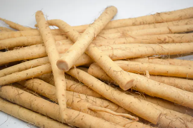 Fresh burdock roots