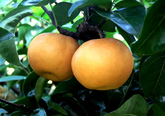 Nansui pears